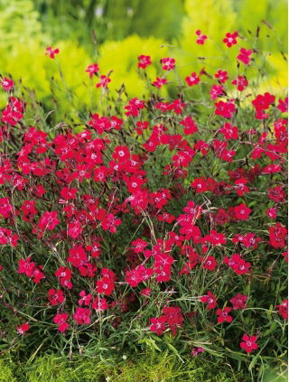 Heide-Nelke Flashing Light - Dianthus deltodies - 330 Samen