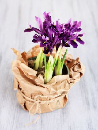 Våriris - Purple Gem - paket med 10 stycken - Iris reticulata