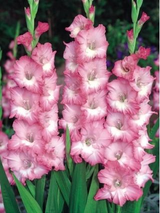 Cheops Gladiolus - 5 bebawang