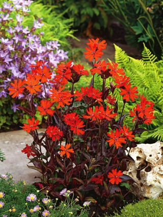 Sjemenke limunske naranče - Lychnis arkwrightii - 90 sjemenki - Lychnis x arkwrightii