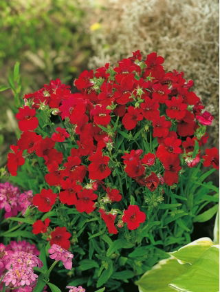 Nemesia, Elfenspiegel Fire King  Samen - Nemesia strumosa - 1000 Samen