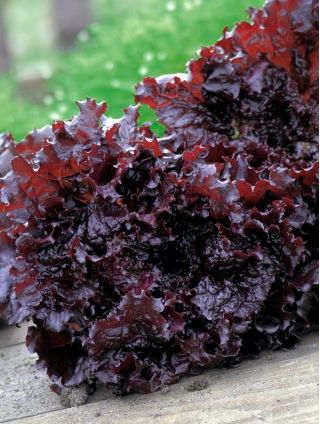 Salata "Apache" - foarte ornamentala, dulce si savuroasa - 1250 de seminte - Lactuca Sativa L. var. capitata  - semințe