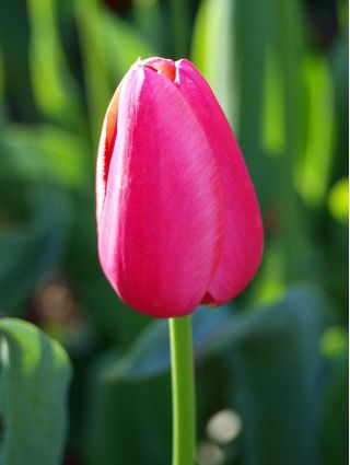 郁金香玫瑰 - 郁金香玫瑰 -  5个洋葱 - Tulipa Rose