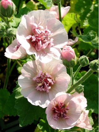 Alcea, Hollyhocks Parkfrieden - цибулина / клубень / корінь - Alcea 
