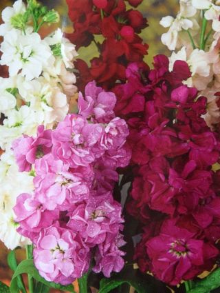 Grande Giroflée - Matthiola incana annua - Varsovia Rena - graines