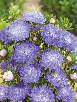 Valko-sininen pioni-aster - 500 siemeniä - Callistephus chinensis - siemenet