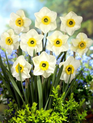 Narciso de Lancaster - 5 piezas