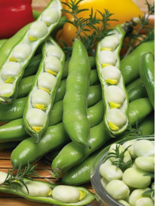 Fève - Bolko - Vicia faba - Variété à haut rendement - Graines fraîches