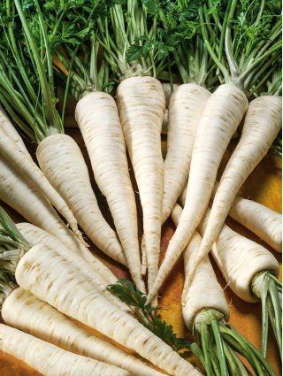 Prezzemolo da radice - Alba - Raccolto tardivo dal gusto e profumo eccellenti - Semi Freschi