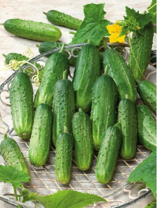 Timun "Sremianin F1" - pelbagai ladang yang sangat awal, sangat produktif - Cucumis sativus - benih