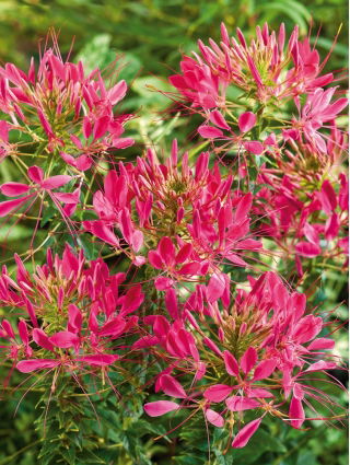 Spider Flower - Cherry Queen - Cleome hassleriana - Towering, Fragrant Dark Pink Blossoms - Fresh Seeds
