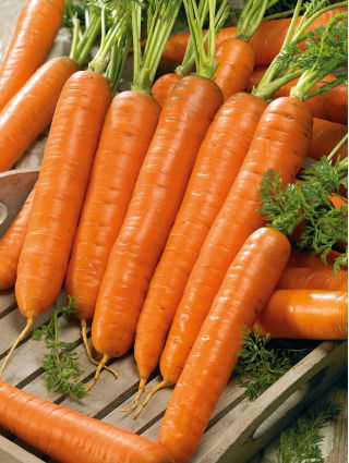 Porkkana - Darina - Daucus carota - siemenet