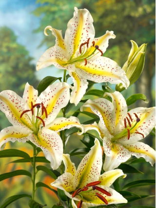Lys oriental - Auratum - Lilium - Bulbes