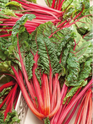 BIO Swiss chard - Rhubarb Chard - Striking red stems with glossy dark green leaves - Fresh Seeds