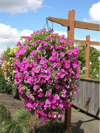 Hangende bloemenmand met kokosvezelmat - 40 cm - 