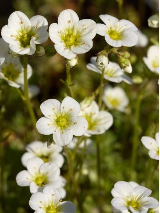 Kőtörőfű - 2000 magok - Saxifraga
