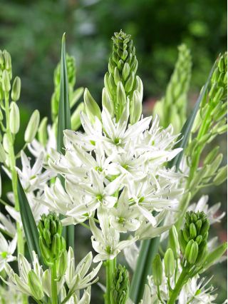 Kamasija - Alba - pakuotėje yra 2 vnt - Camassia