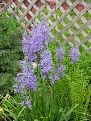 Stjärnhyacintsläktet - blå - paket med 2 stycken - Camassia