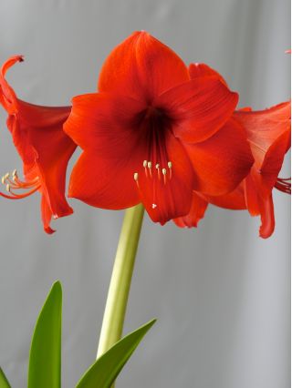 Hippeastrum Red Lion, Ritterstern