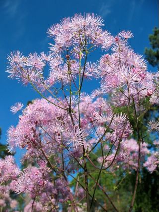 Columbine Meadow Rue blandade frön - Thalictrum aquilegiifolium - 100 frön - Thalictrum aquilegifolium