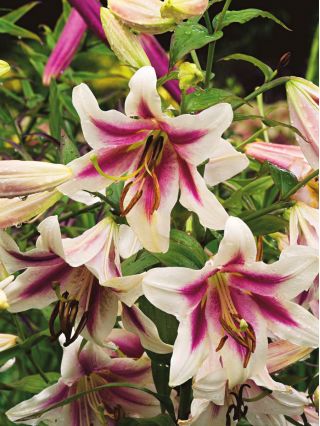 Taglilie Lilium Altari