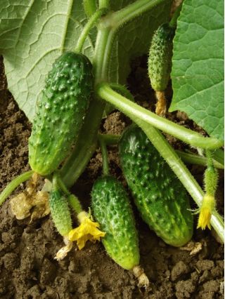 Огурец посевно́й - Edmar F1 - 105 семена - Cucumis sativus