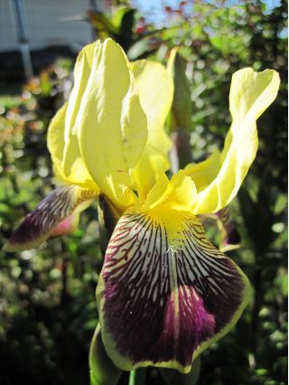 Iris germanica Nibelungen - bulb / tuber / rădăcină