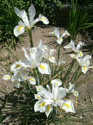 Lis (Iris × hollandica) - White Excelsior - pakket van 10 stuks