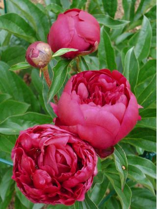 Paeonia, Bujor Felix Crouse - bulb / tuber / rădăcină