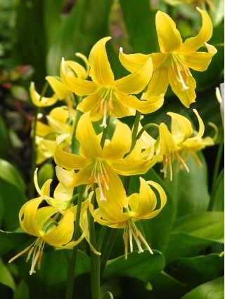 Pagoda Erythronium - Pagoda Gigi Anjing - 2 lampu