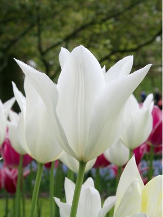 Tulp White Wings - pakket van 5 stuks - Tulipa White Wings