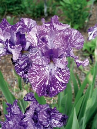 Iris germanica Batik