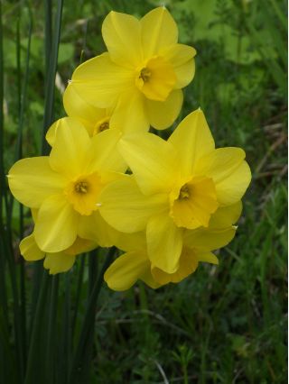 Narcissus Baby Moon - Daffodil Baby Moon - 5 ดวง