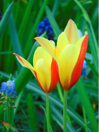 郁金香Chrysantha  - 郁金香Chrysantha  -  5个电洋葱 - Tulipa Chrysantha