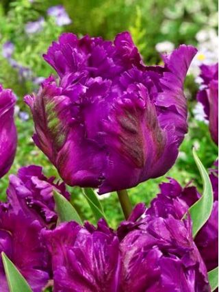 Tulipa Negrita Parrot - Tulip Negrita Parrot - 5 bulbs