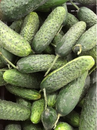 Timun "Sremianin F1" - pelbagai ladang yang sangat awal, sangat produktif - Cucumis sativus - benih