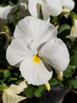Swiss garden pansy - white