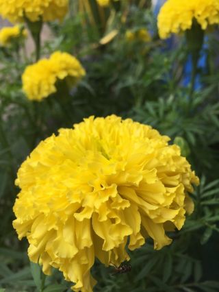 Großblumige Studentenblume "Mona"