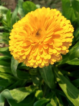 Календула лекарственная - Santana - Calendula officinalis - семена