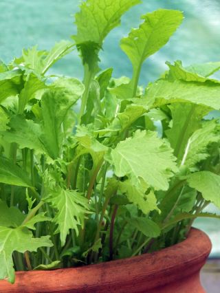 Kebun Mini - Daun potong yang gurih - untuk penanaman di balkon dan teras -  Cichorium intybus, Cichorium endivia, Brassica rapa var. japonica, Lactuca sativa - biji