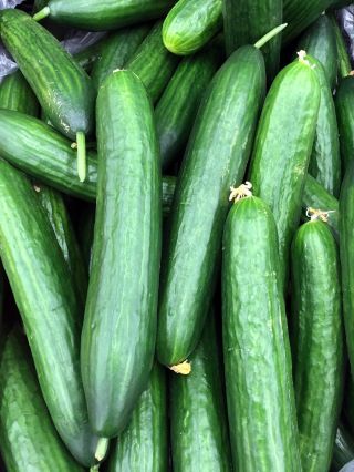 Salatalık salatası 'Topaz' - örtü altında yetiştiriciliği için -  Cucumis sativus - Topaz - tohumlar