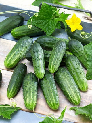 Cetriolo - Śremski F1 - Semi confettati - Freschezza succosa, resa elevata