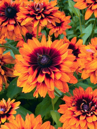 Black-eyed Susan "Cherokee Sunset" - dvoubarevné - 1500 semen - Rudbeckia hirta - semena