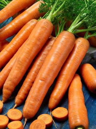 Carota - Karotina - Raccolta precoce, alto contenuto di carotene - Semi Freschi