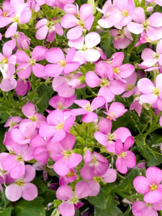 Semillas de Wall Rock Cress - Arabis alpina gr. rosea - 2350 semillas - Arabis alpina rosea