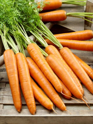 Gulrot - Berlikumer 2 - Perfection - Daucus carota