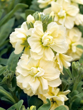 Violacciocca rossa - Varsovia Bona - Matthiola incana annua - semi