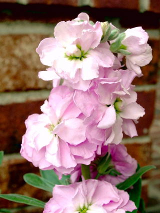 Grande Giroflée - Matthiola incana annua - Varsovia Mela - graines