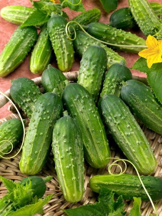 Pengambilan timun "Anulka" - 105 biji - Cucumis sativus - benih