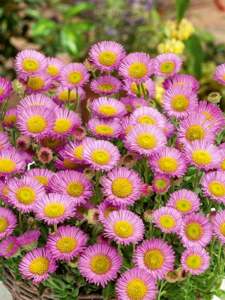Erigeron - Erigeron speciosus - Plantă perenă, cu înflorire îndelungată și întreținere redusă - Semințe proaspete